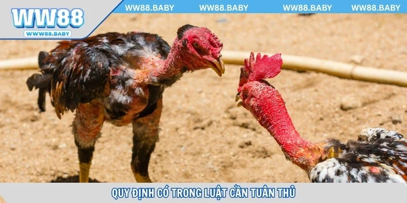 Quy định có trong luật cần tuân thủ